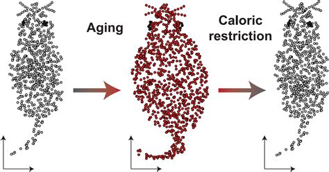 Caloric Restriction Reverses Aging One Cell At A Time