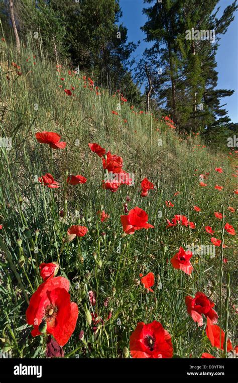 Fleurs Rouges Pente Herbeuse Banque De Photographies Et Dimages