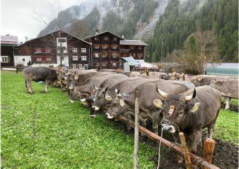 Feste Märkte Traditionen in der Surselva Outdooractive