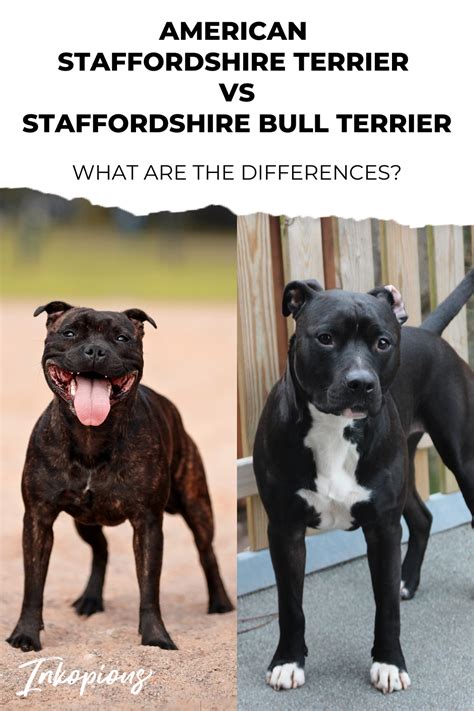 Understanding the Differences: Staffordshire Bull Terrier vs American ...