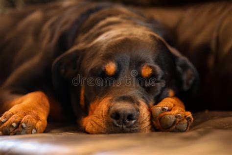 Closeup Shot of a Sleeping Rottweiler Stock Image - Image of fauna ...