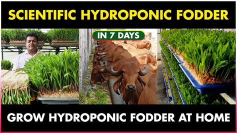 Hydroponic Fodder Farming Business Scientific Hydroponic Green Fodder