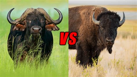 Bison vs Buffalo. The Bison: A True Local Canadian - Papa Earth