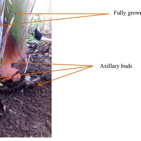 Axillary Buds And A Fully Developed Sucker Emerging From The Banana Corm Download Scientific