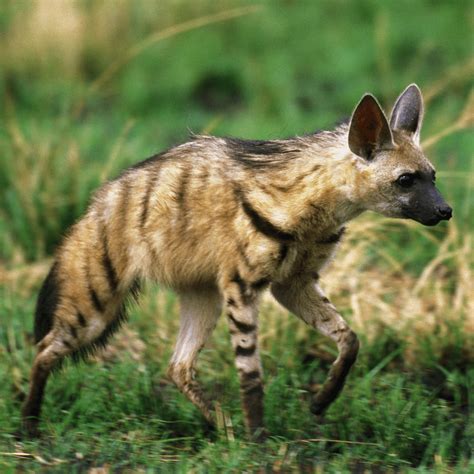 A Closer Look At The Fascinating Species Of Hyenas In 2024