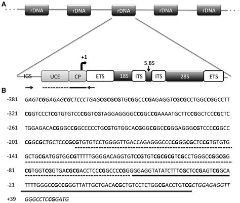 Relative Expression Of Rrna Transcripts And S Rdna Promoter