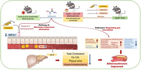 Hydroxyurea Ameliorates Atherosclerosis In Apoe Mice By Potentially