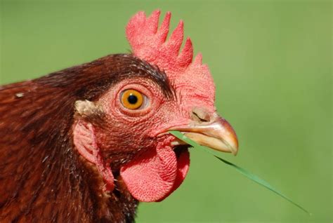 14 Deadly Chicken Diseases That Can Destroy Your Poultry Investment ...