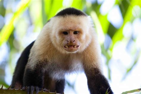 19 Fascinating Capuchin Monkey Facts - Facts.net