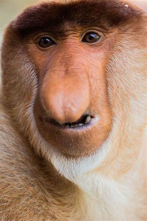 Portrait Of Fabulous Long Nosed Monkey Stock Photo Image Of Jungle