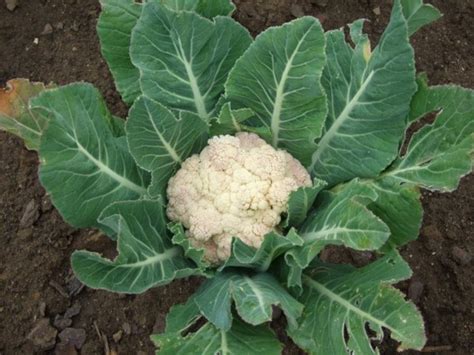 Cómo Cultivar Coliflor En El Huerto