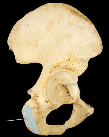 Pelvis And Hip Posterior Flashcards Quizlet