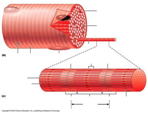 Skeletal Muscle Diagram Quizlet