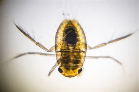 Hemiptera | The Microscopic Life of Shetland Lochs