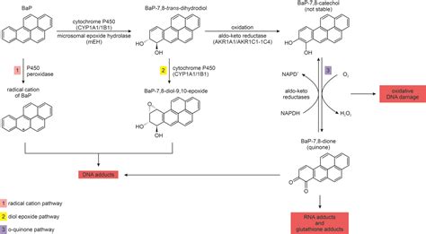 Mutagenic And Carcinogenic Polycyclic Aromatic Hydrocarbons Pahs In