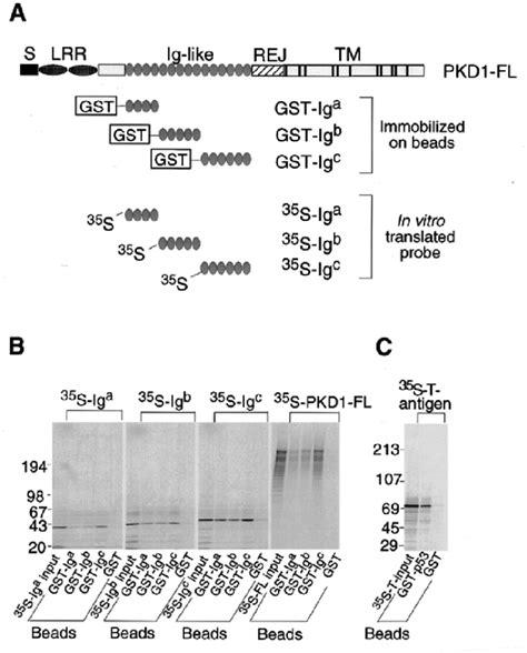 In Vitro Binding Analysis A Schematic Structure Of The Full Length