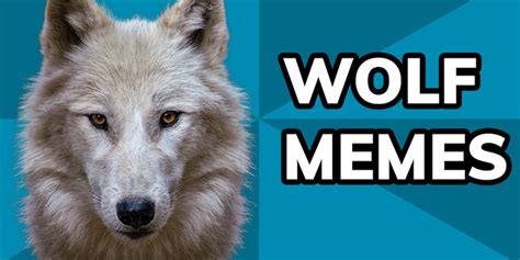 Wolf Memes The History From Courage Wolf To Emo Wolves