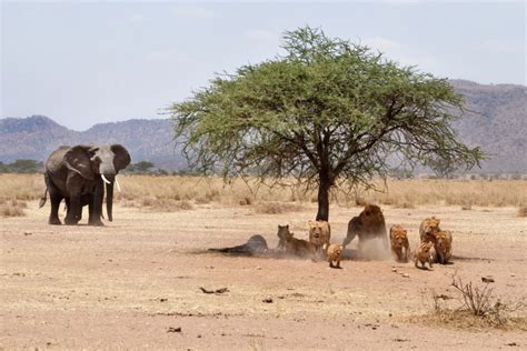 Serengeti Safari Tanzania Budget Safari In Serengeti National Park African Budget Safaris