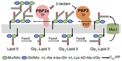 Peptidoglycan Cross Linking Preferences Of Staphylococcus Aureus