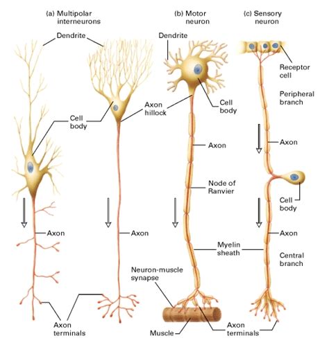 Nodes of Ranvier Function