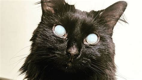 Meet Maleficent The Stunning Deaf And Partially Blind Cat Who Found