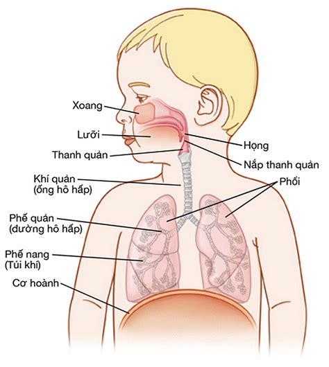 Cấu Trúc Và Chức Năng đường Hô Hấp Viên Minh Đường