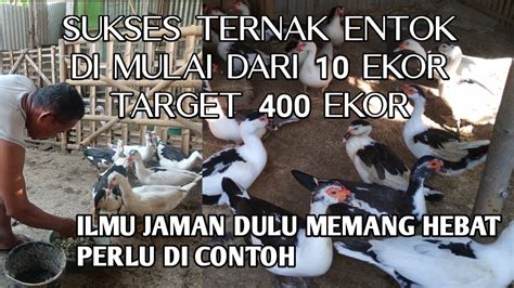 Sukses Ternak Entok Di Mulai Dari Ekor Target Ekor Youtube