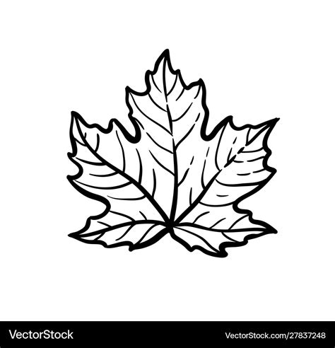 Ink sketch maple leaf Royalty Free Vector Image