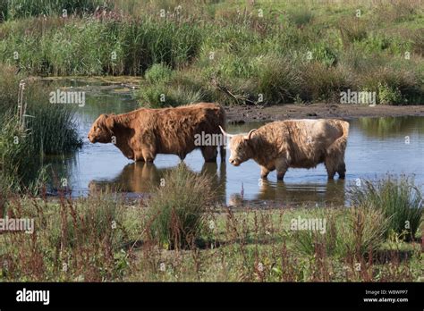 Long Hair Cattle Hi Res Stock Photography And Images Alamy