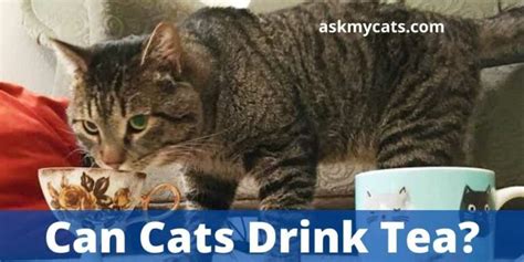 Can Cats Drink Tea Is Tea Toxic To Cats