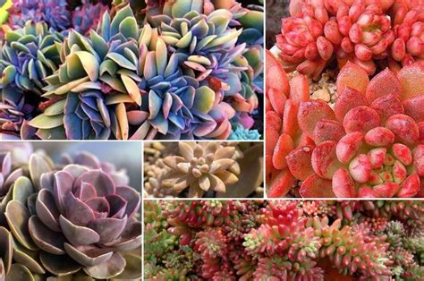 Clear The Air With Pink Succulents