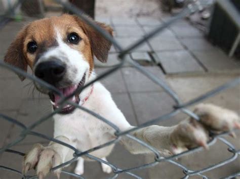 canile  allevamento questa  la domanda   pot