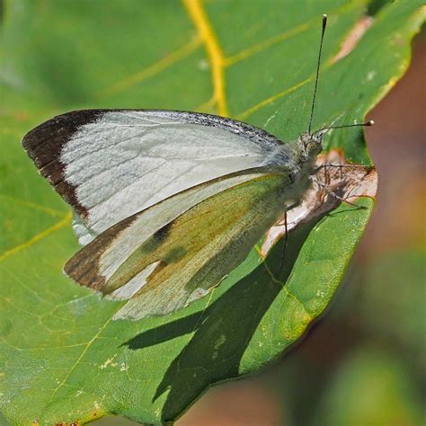 Gro Er Kohlwei Ling Gro Er Kohlwei Ling Pieris Brassicae Flickr