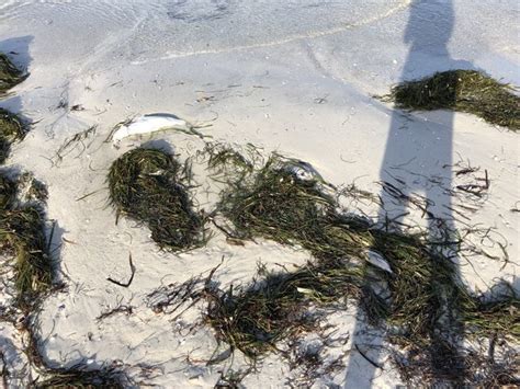 Photos Red Tide Impacts Tampa Bay Area