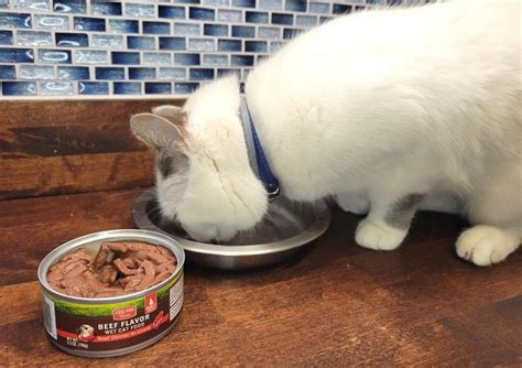 Why Your Cat Wont Eat Wet Cat Food