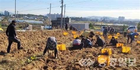 음성 대소면주민자치위 사랑의 고구마 수확