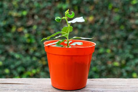 Cómo germinar durazno Huerto en casa