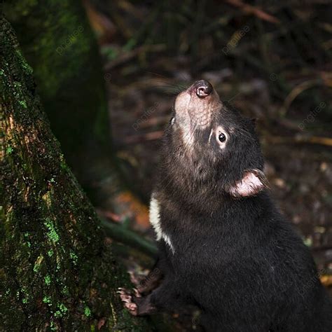 Tasmanian Devil Spotted In Tasmania During Daytime Fierce Nose