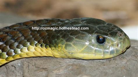 Australian Brown Snakes - Venomous Reptiles of Australia