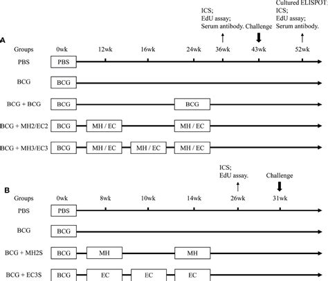 Frontiers Optimizing The Boosting Schedule Of Subunit Vaccines