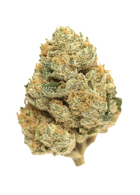 Mango X Venom Strain