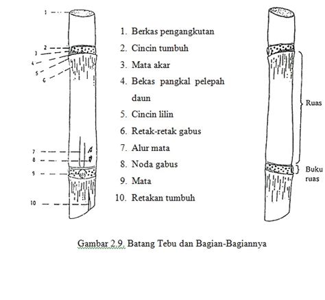 Bagian Bagian Dari Batang Tebu Tips Petani