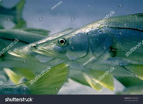 30 Common snook Images, Stock Photos & Vectors | Shutterstock