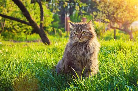 Tidak Sama Ini Bedanya Kucing Siberia Dengan Maine Coon