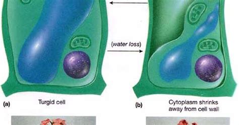 Plant Cell Becomes Turgid Turgor Pressure On Plant Cells Diagram