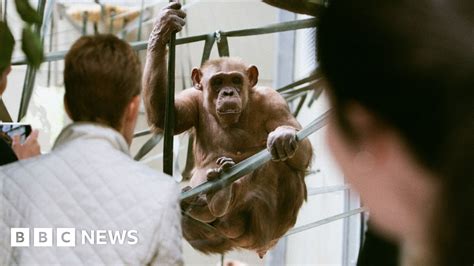 Europes Oldest Chimp Coco Reaches 58 Years Old Bbc News