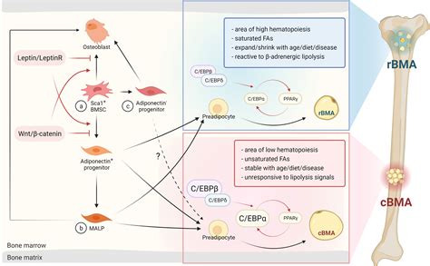 Frontiers Distinct Metabolism Of Bone Marrow Adipocytes And Their