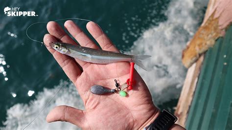 How To Catch The Best Bait For Pier Fishing California Special Youtube