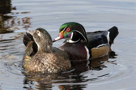 Wood Ducks Can Be Spotted Across Much Of The Midwest Year Round But