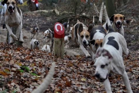 Las mejores razas españolas de perros de caza Blog Caza Chiruca